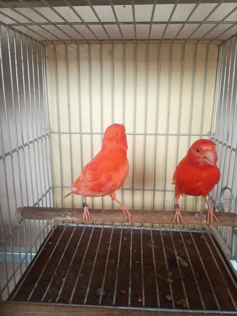 Vareas cor disponível vermelho intenso nenado mosaico  - Foto 3