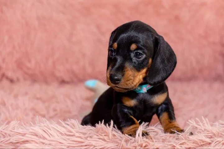 Dachshund: leve um toque especial pra sua casa