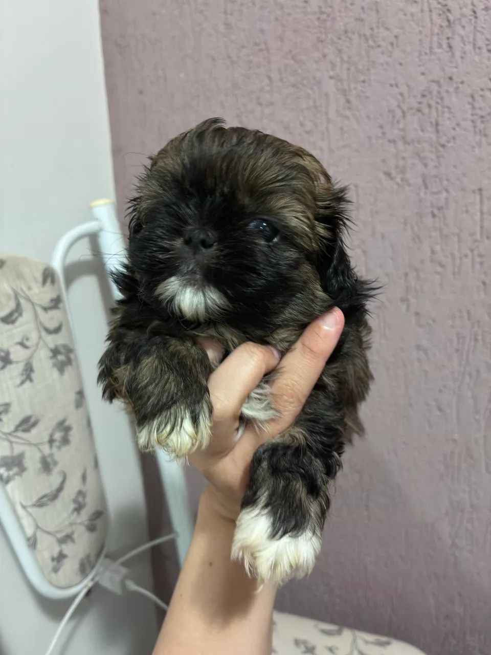 Machinho de Shitzu