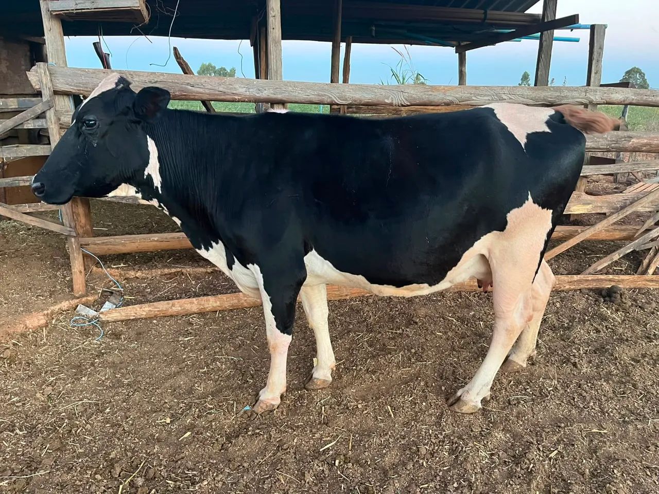 Vacas - Foto 3