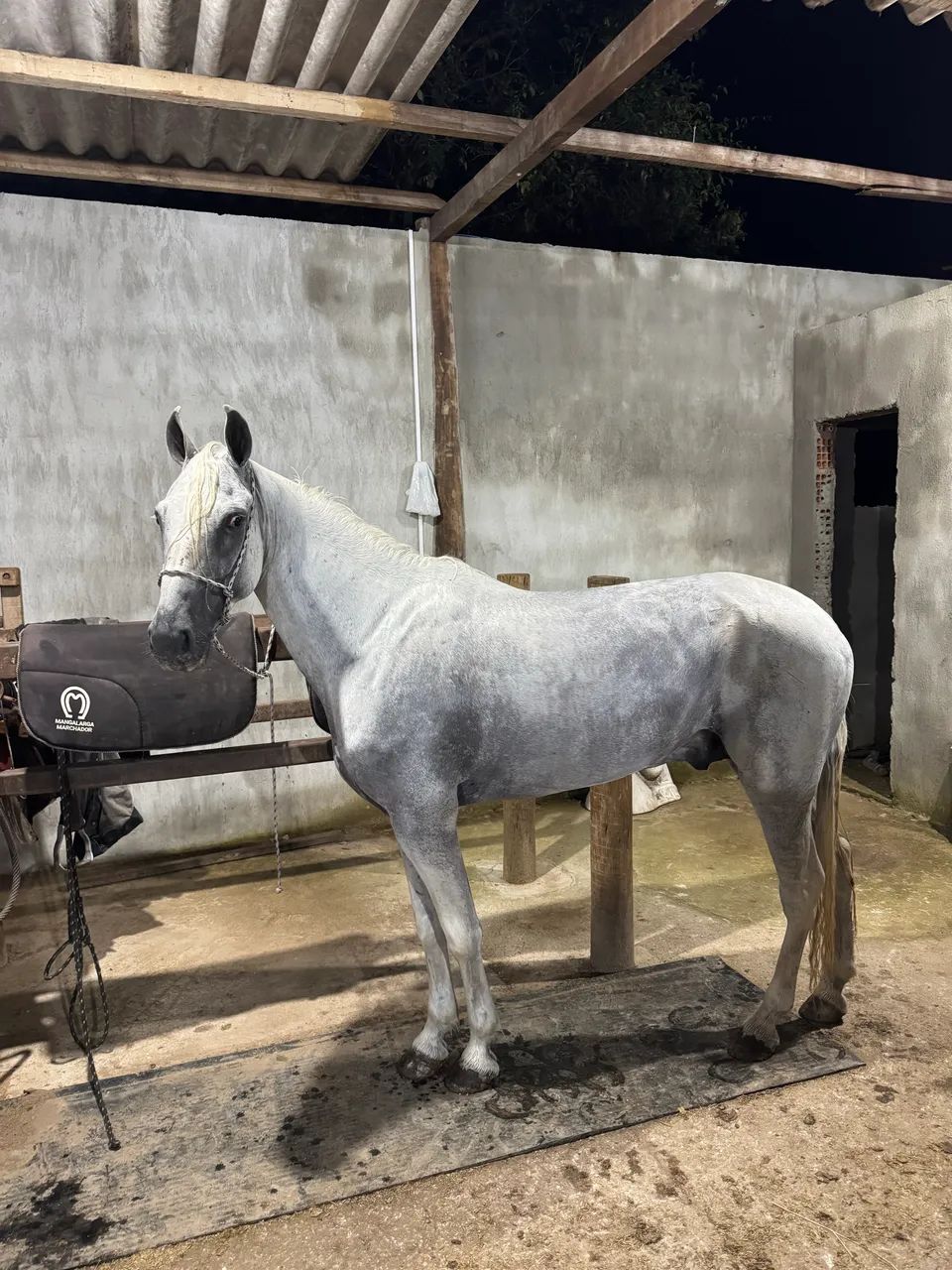 Vende-se Cavalo Inteiro