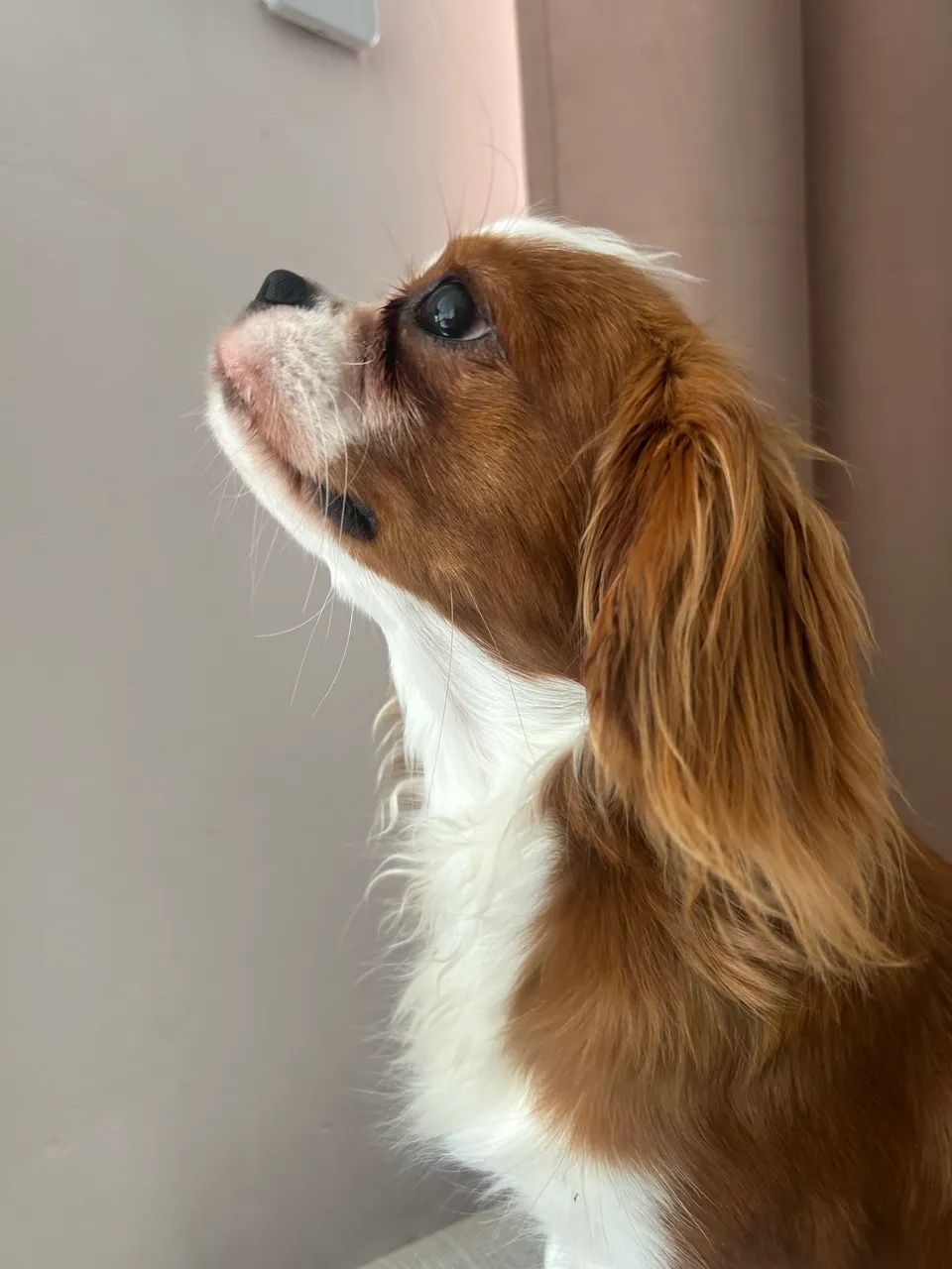 Vende-se Cavalier King Charles Spaniel - Foto 3