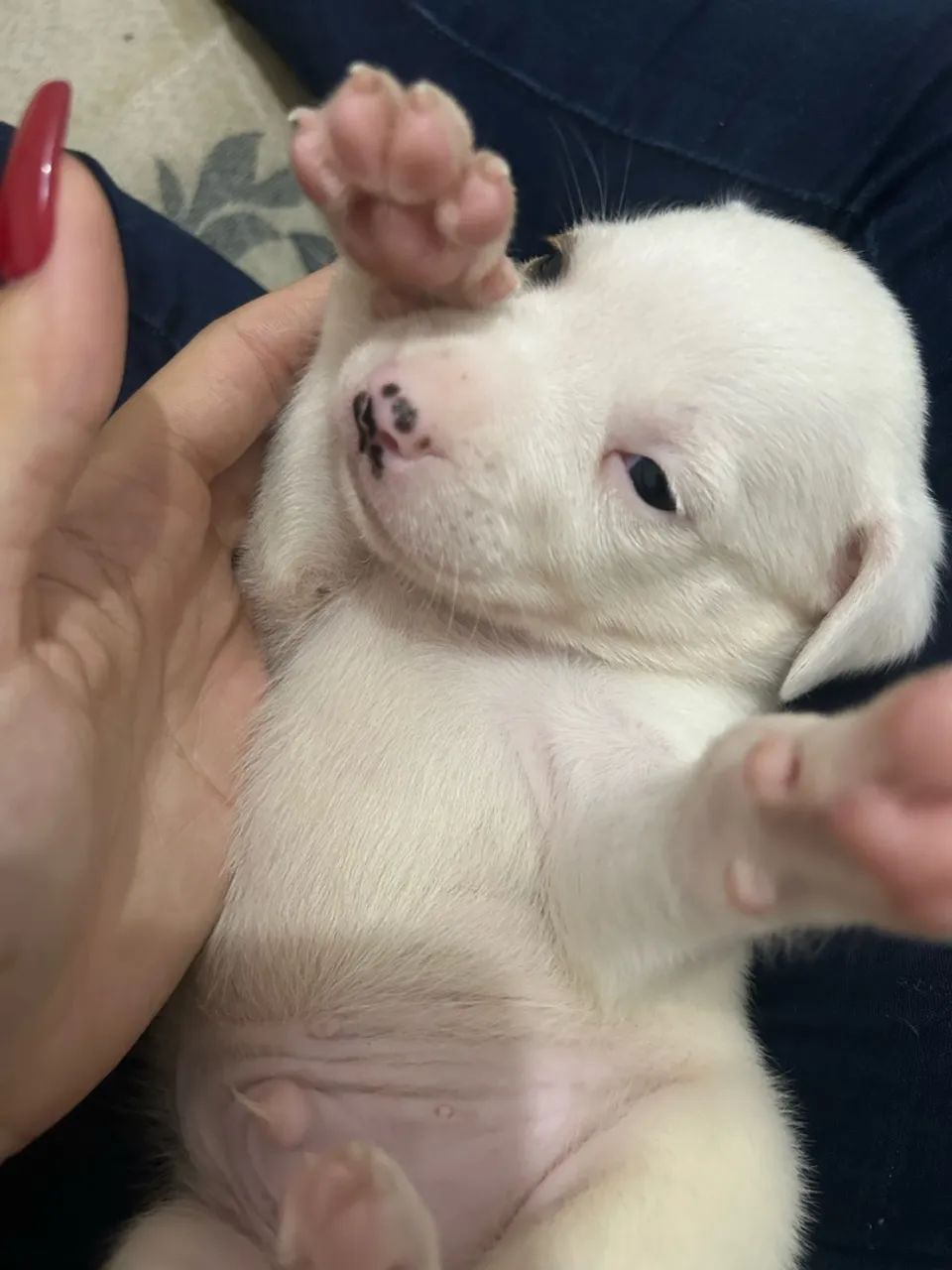 Cachorro pitbull 