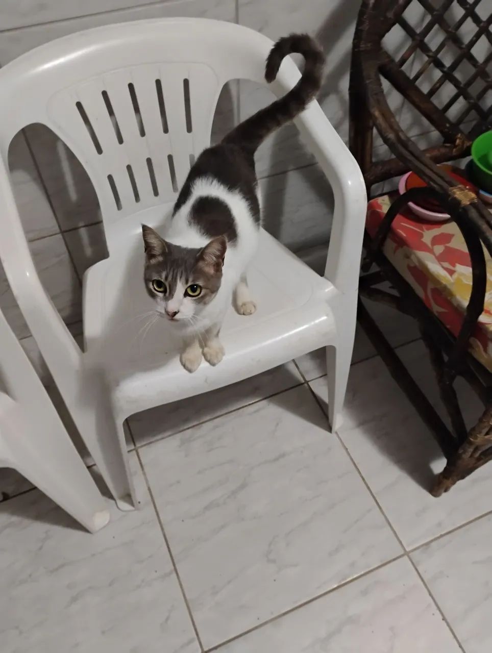 Adoção responsável  - Foto 2