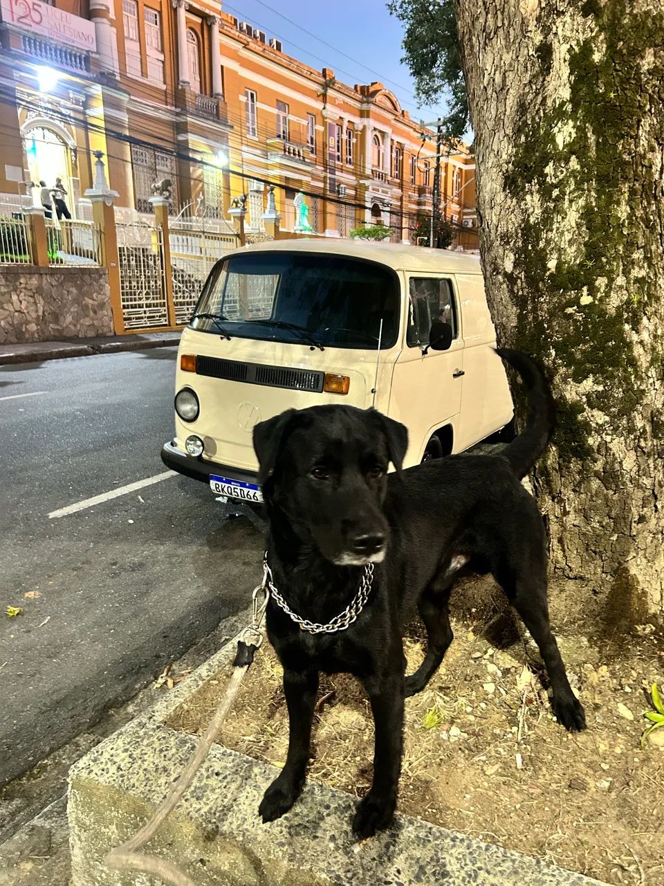 Labrador  - Foto 2