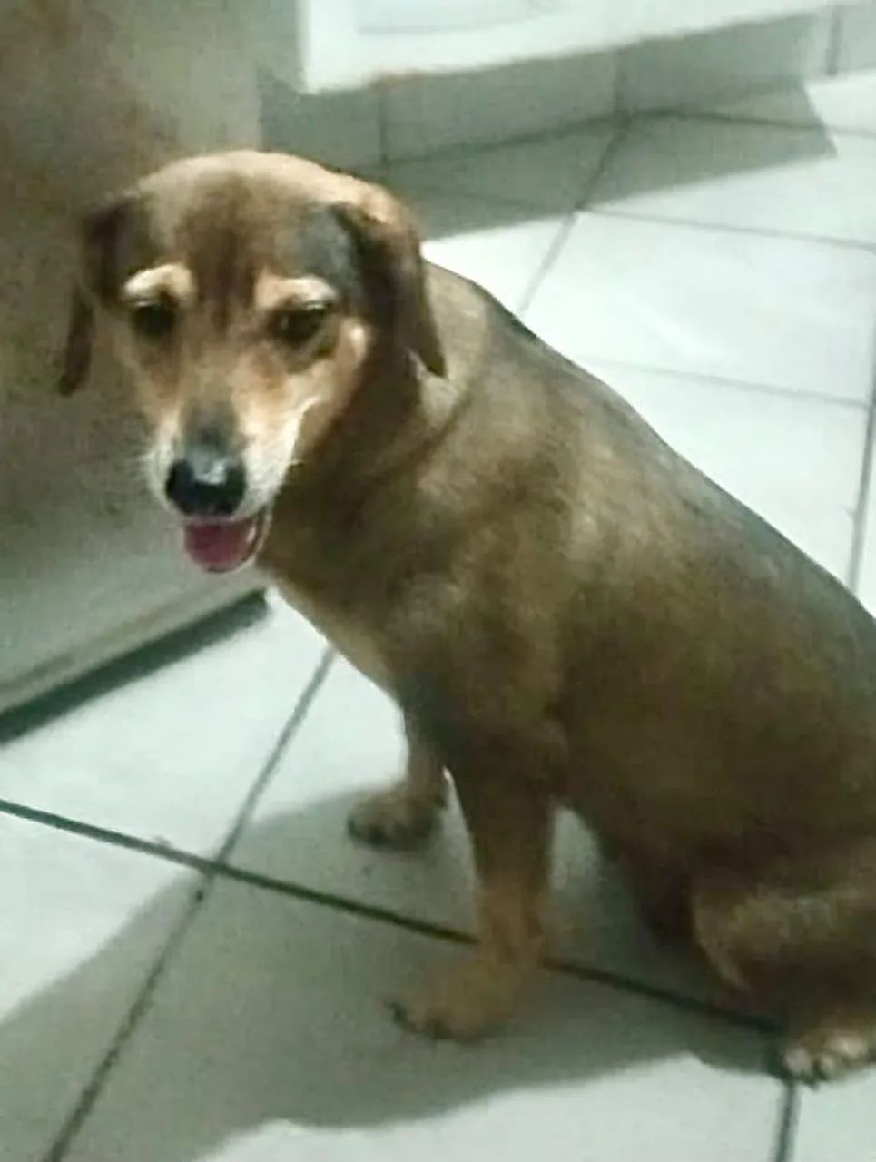 Cachorro Macho para adoção  - Foto 3