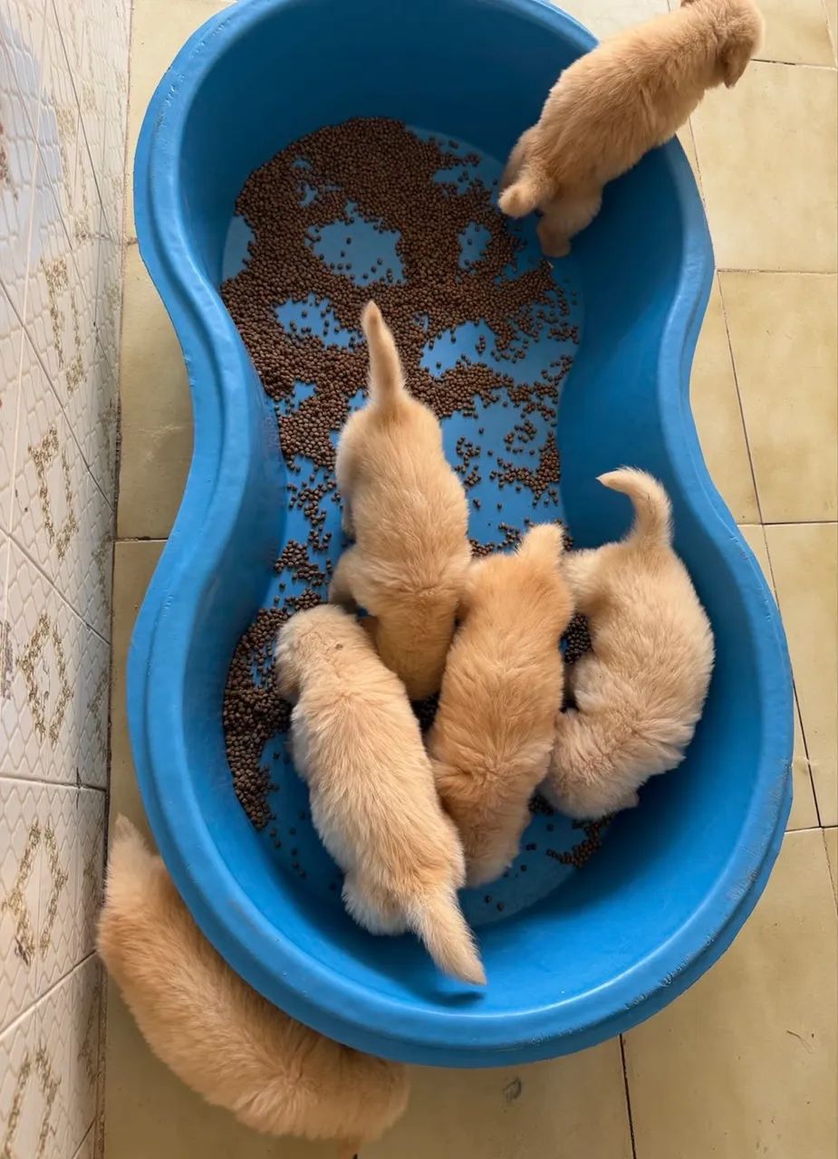 Filhote de Golden Retriever  - Foto 5
