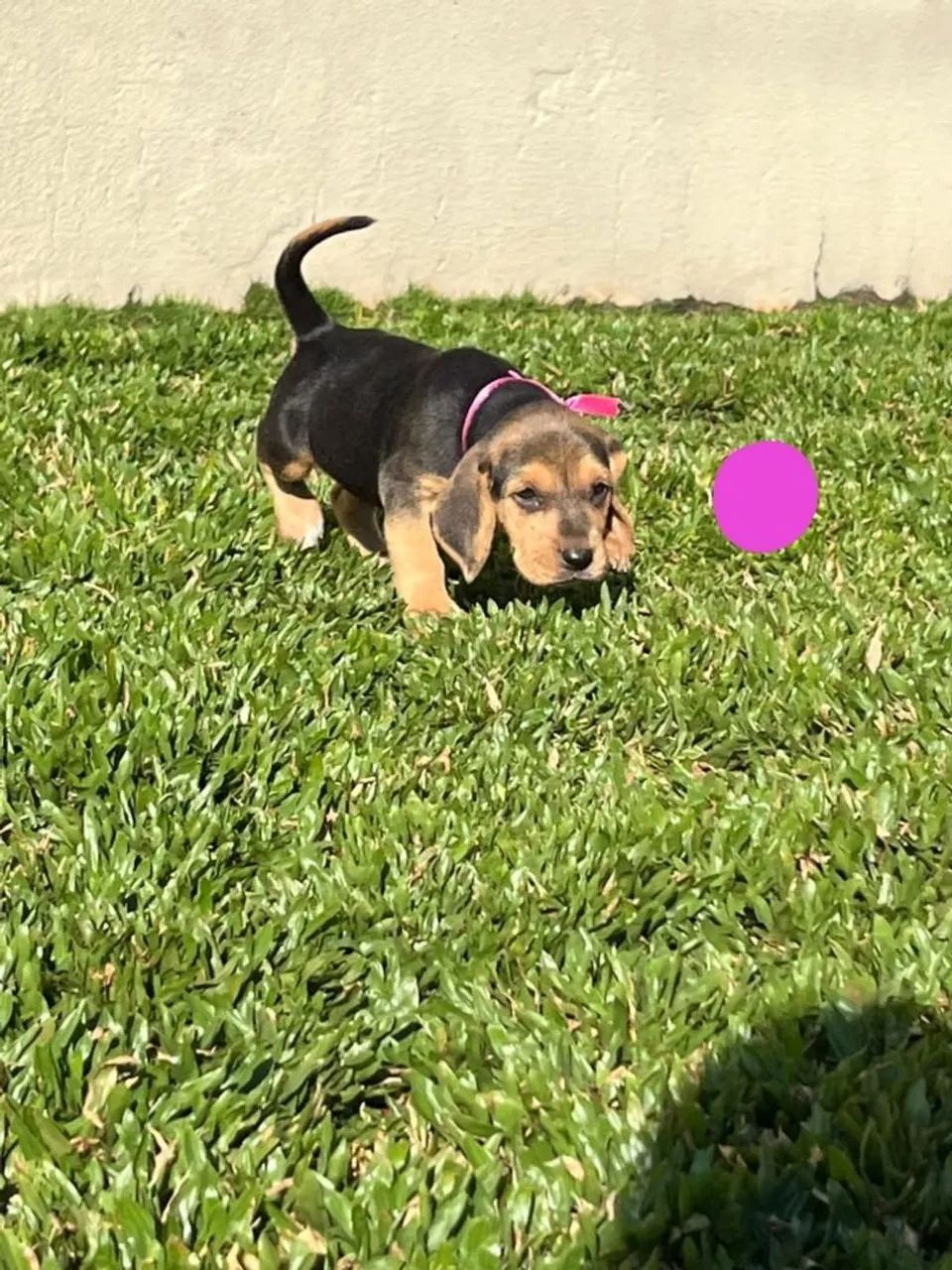 Beagle com Foxhound - Foto 3