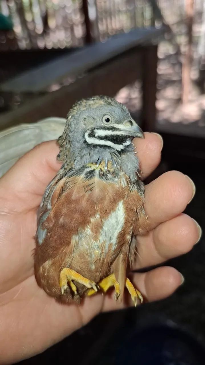Codornas chinesinhas e ovos fértil  - Foto 3