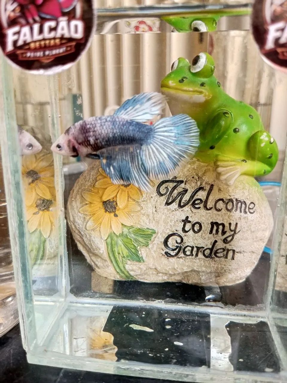 Bettas - Foto 4