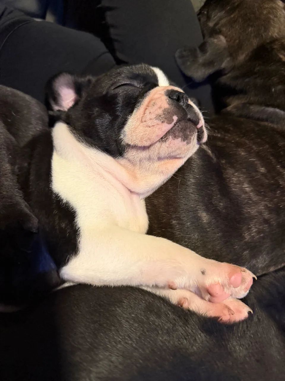 Bulldog Francês  - Foto 2