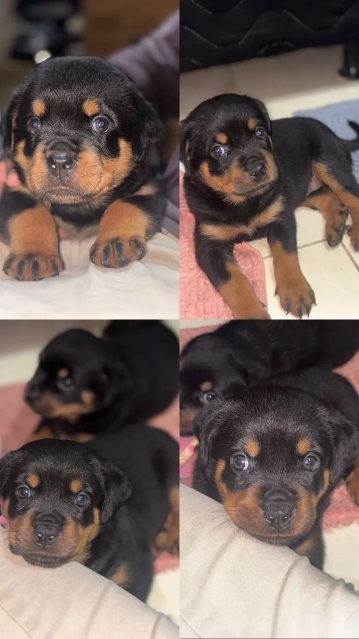 Cachorro