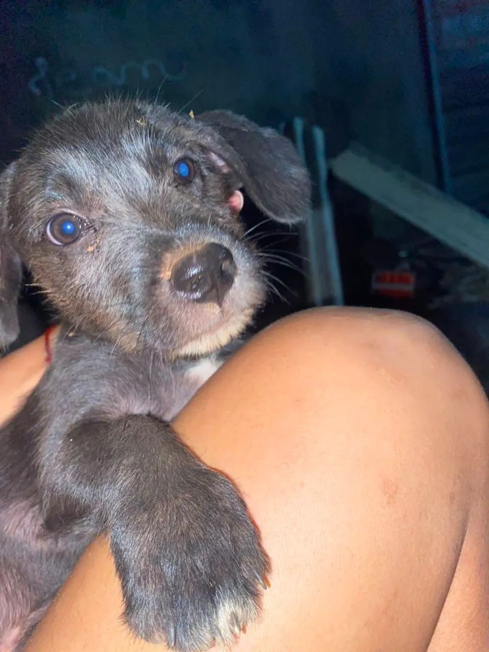 Doa-se filhotes de cachorro  - Foto 5