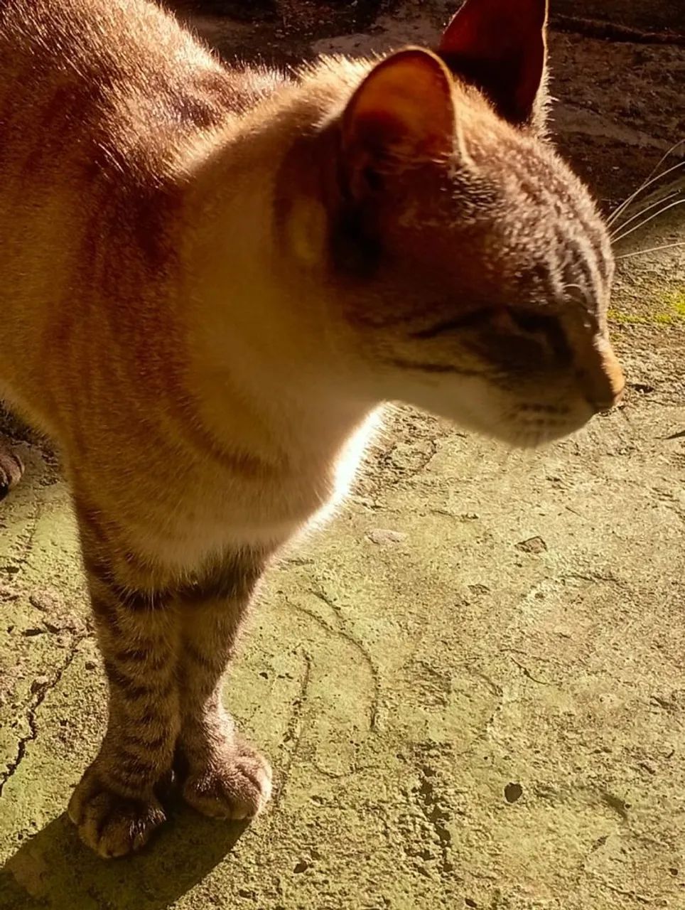 gato macho  - Foto 4