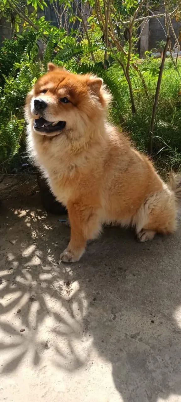 Doação do Chow chow  - Foto 3