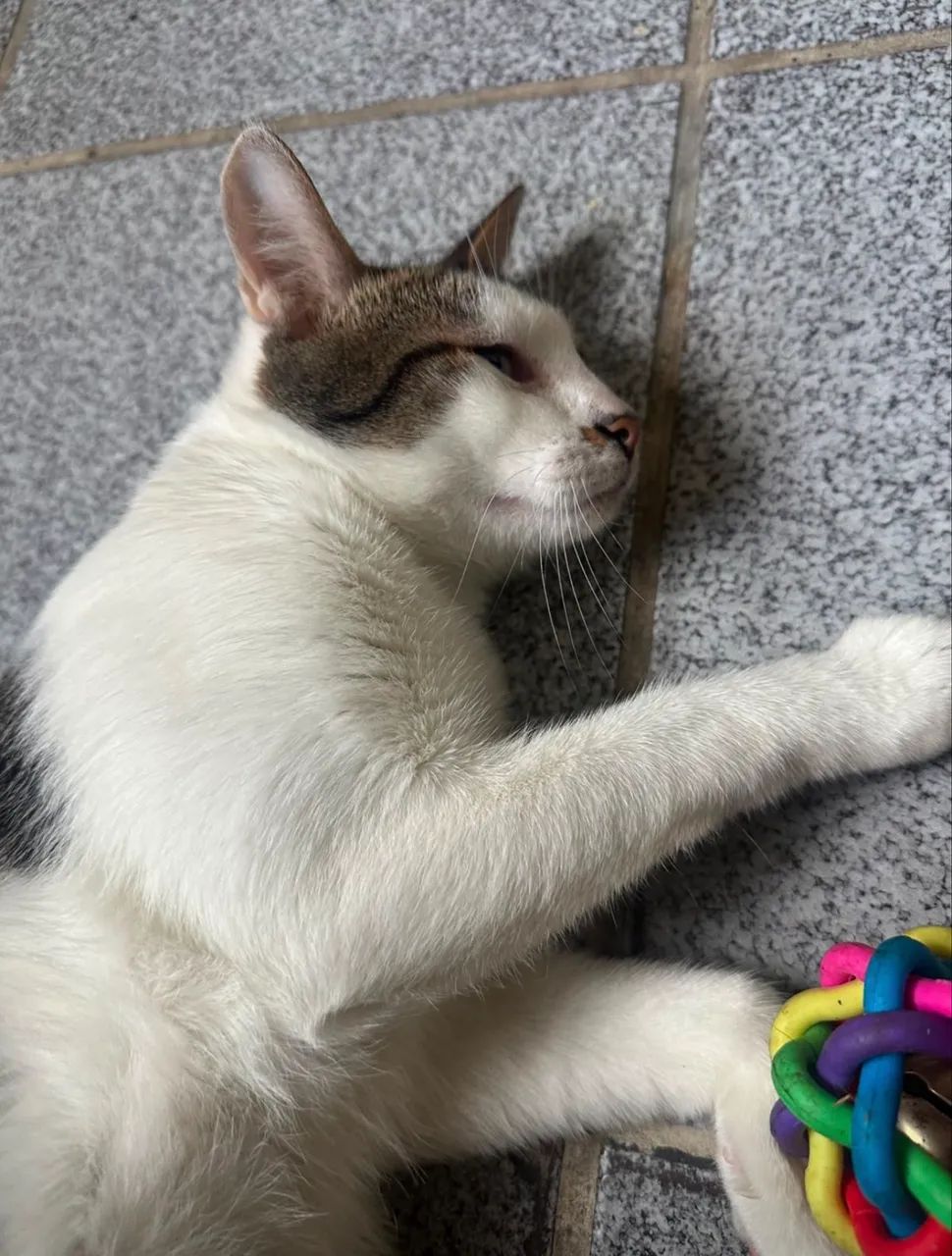 Gatinho para adoca - Foto 2