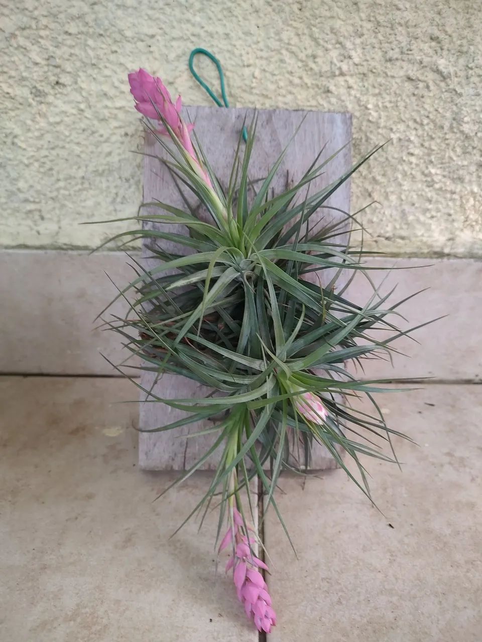 Muda bromélia aérea - Foto 3