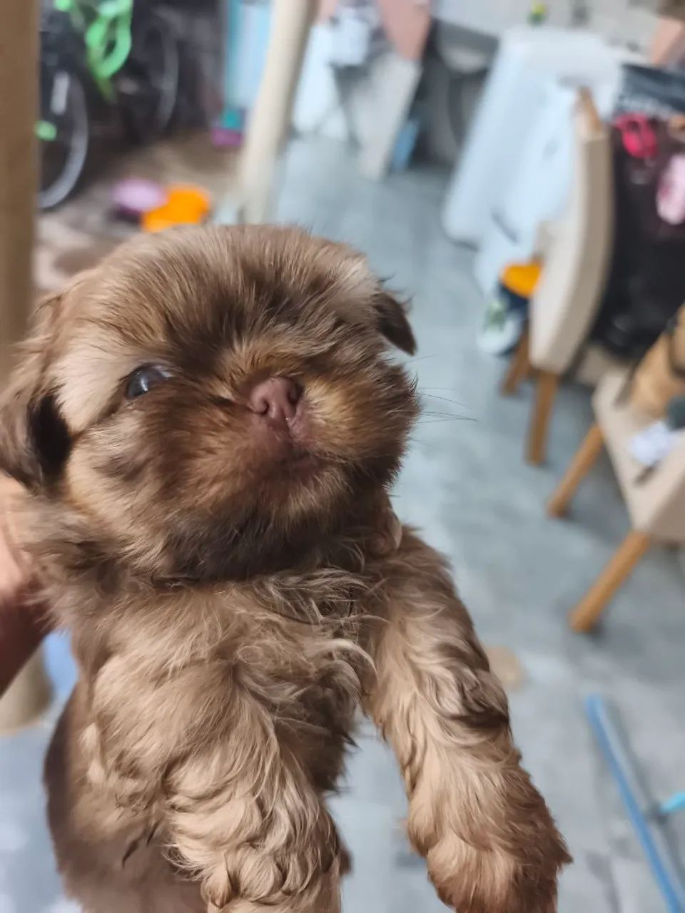 Cachorro 