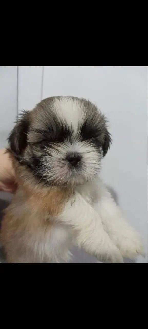 Doação responsável Cachorro shih tzu - Foto 2