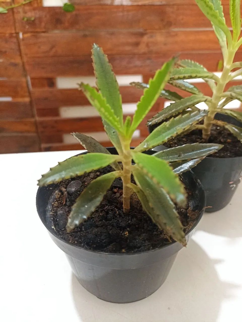Vendo mudas de aranto - Foto 2