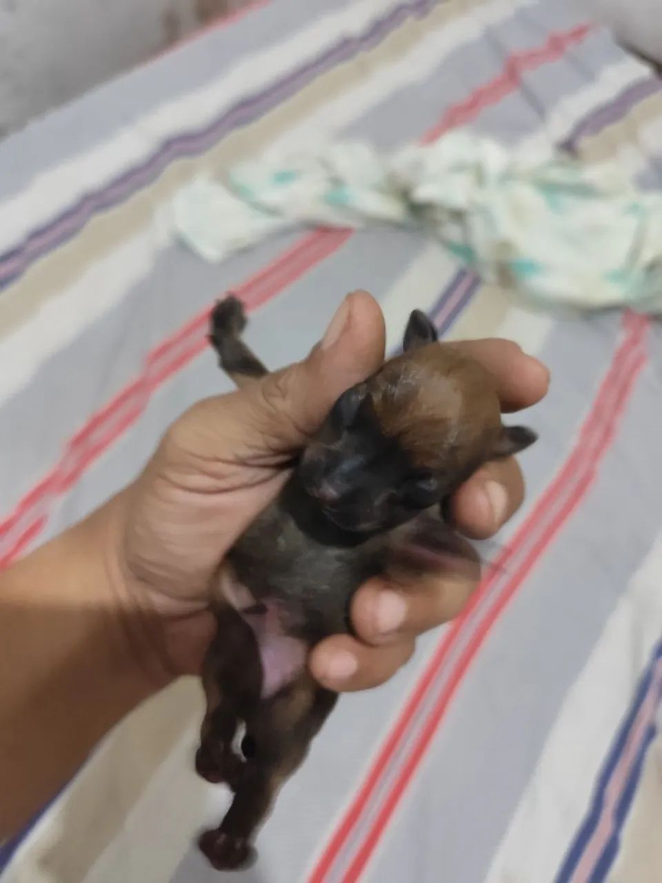 Cachorro  - Foto 2