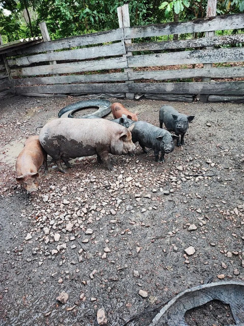 Vende- se leitões da raça caruncho  - Foto 5