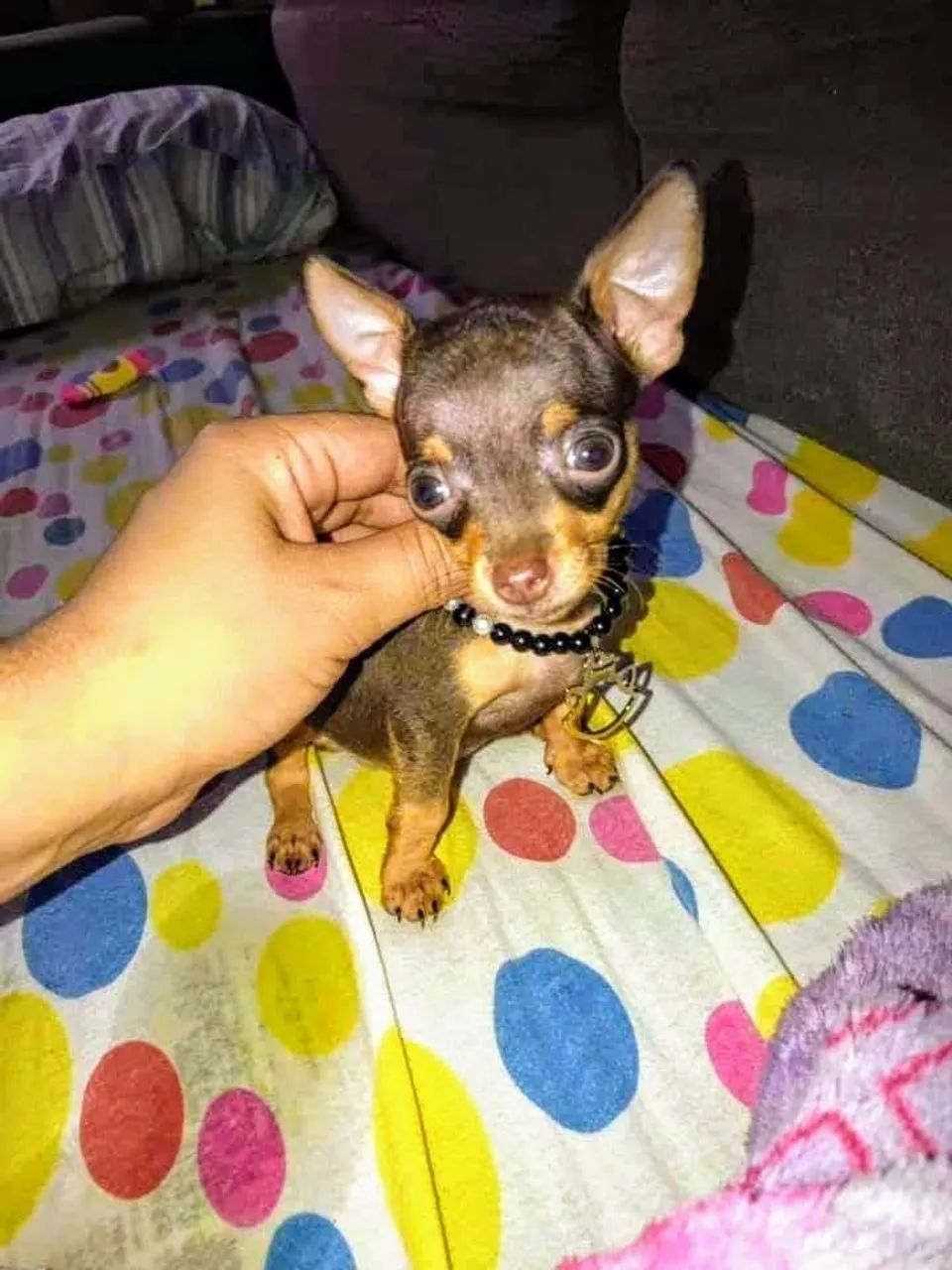 Mini pinscher fêmea e macho  - Foto 3