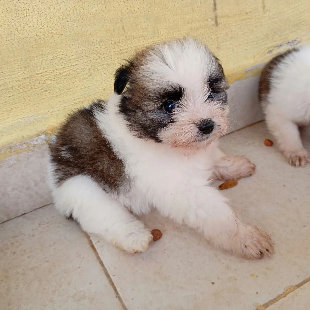 Shitzu macho e fêmea já vermifugado 