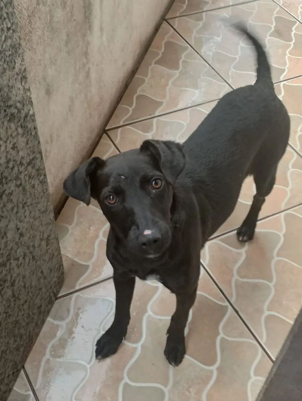 DOA-SE CACHORRA. 
