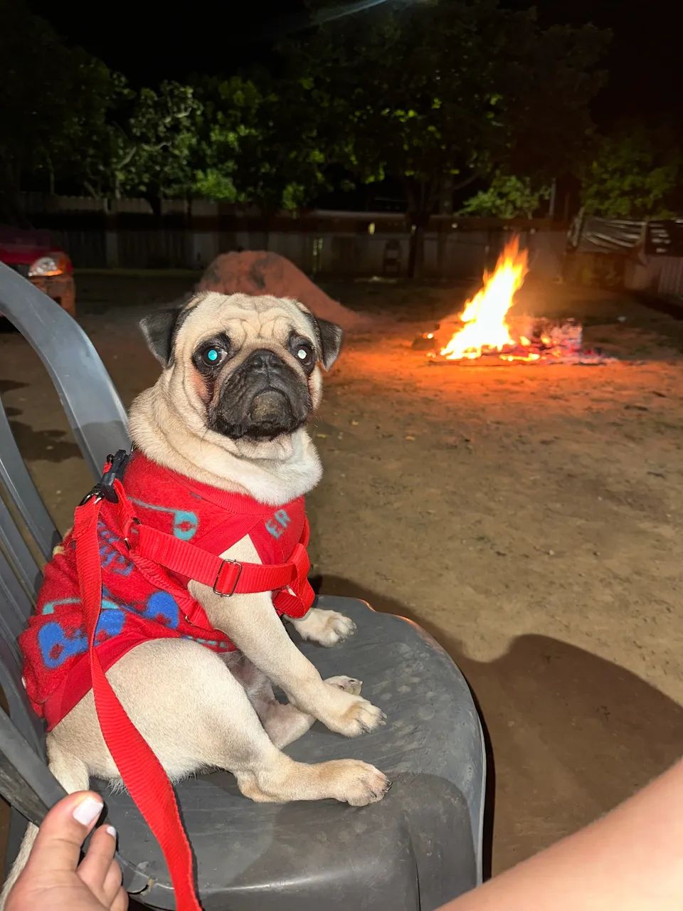 PUG PRA CRUZAR - Foto 2