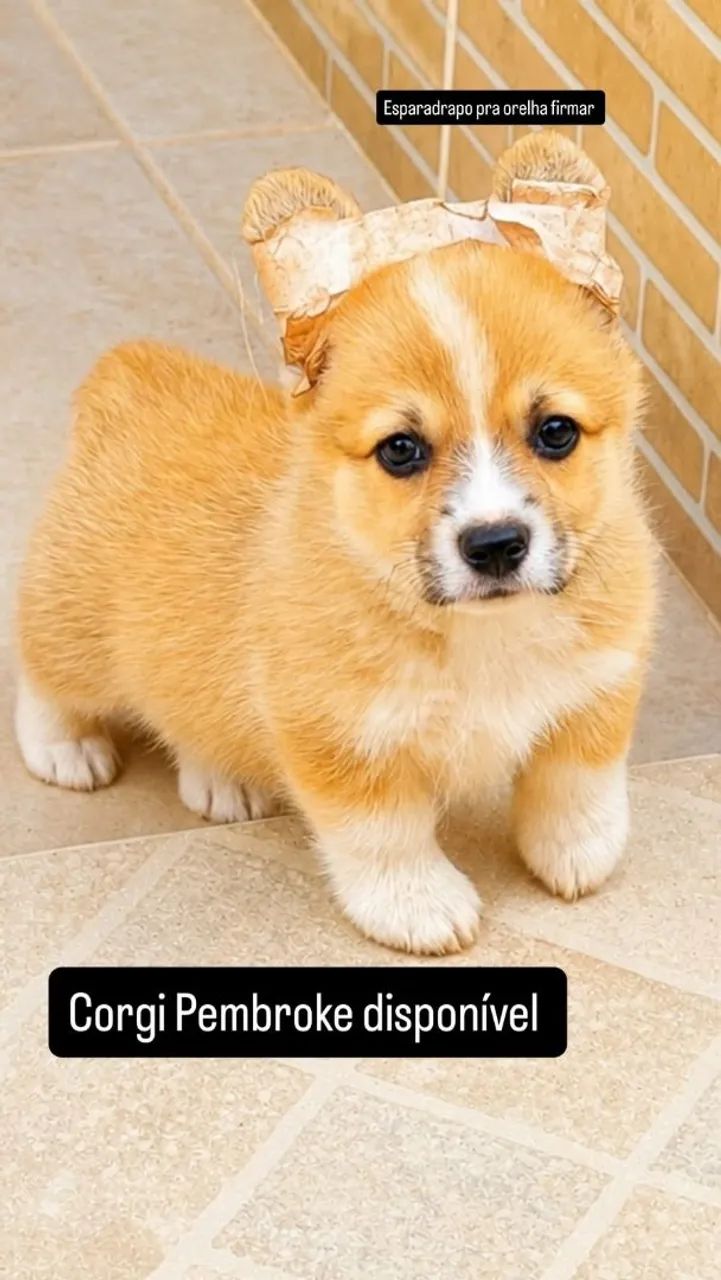 NINHADA DISPONÍVEL | CORGI  - Foto 4