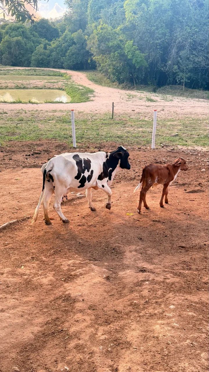 Vendo mini vaca