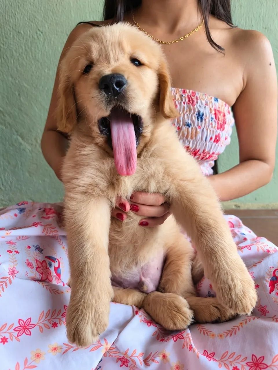 Golden  - Foto 2