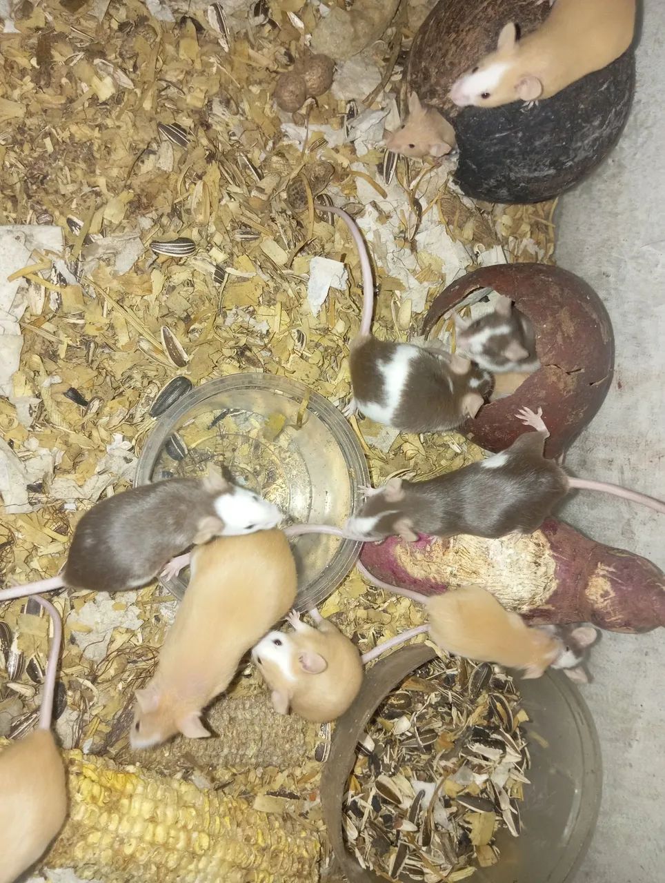 Doação de topolino  - Foto 3