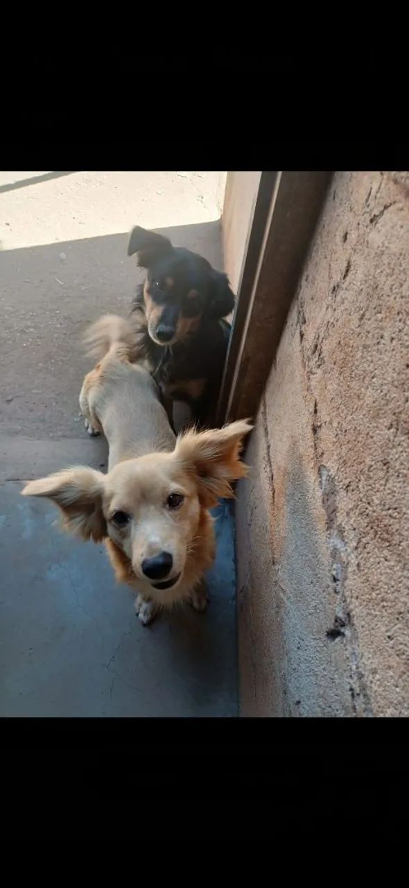 Doa-se cachorros