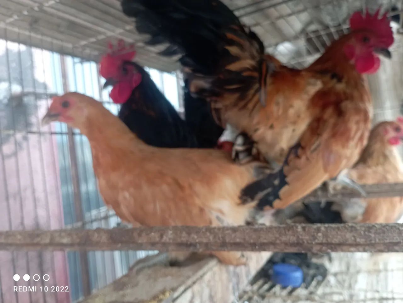 Galinha e galo - Foto 4