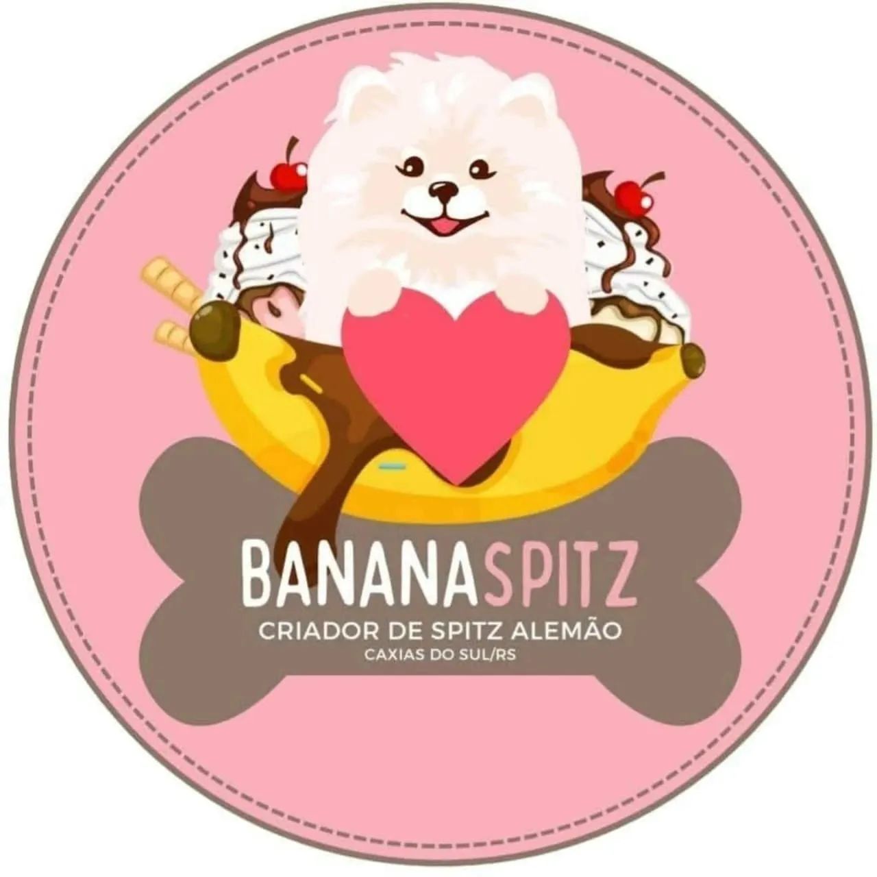Spitz Alemão machos e Fêmeas  - Foto 4