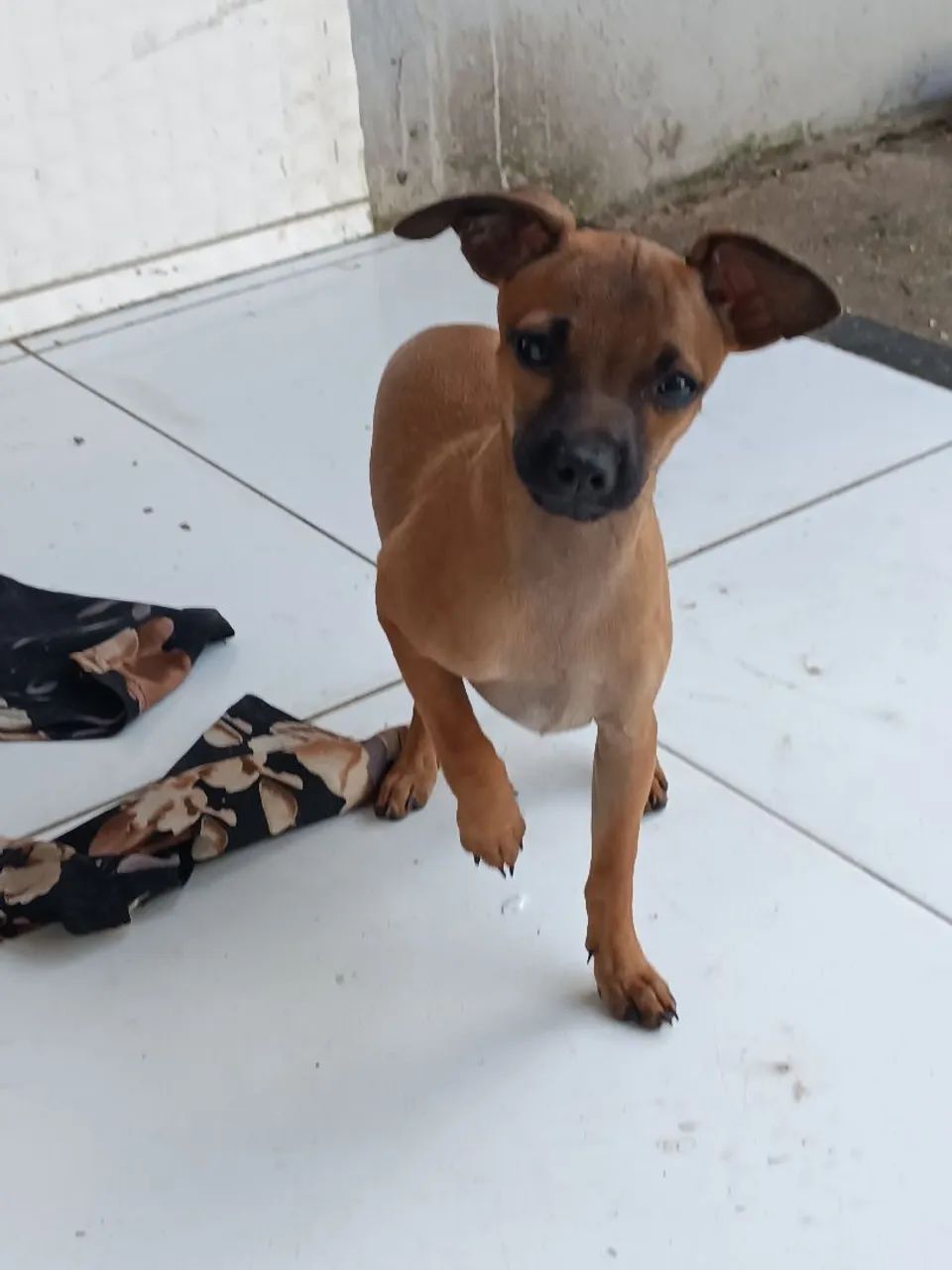 Pinscher  - Foto 4