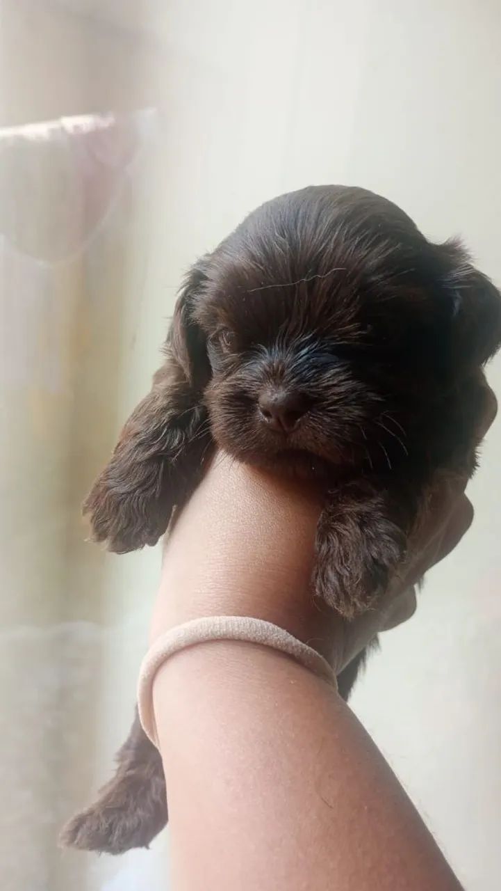 Machinho no precinho Shitzu  - Foto 2