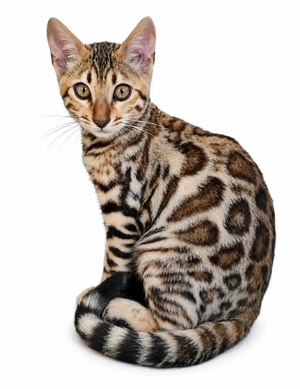 Gato bengal - Foto 4