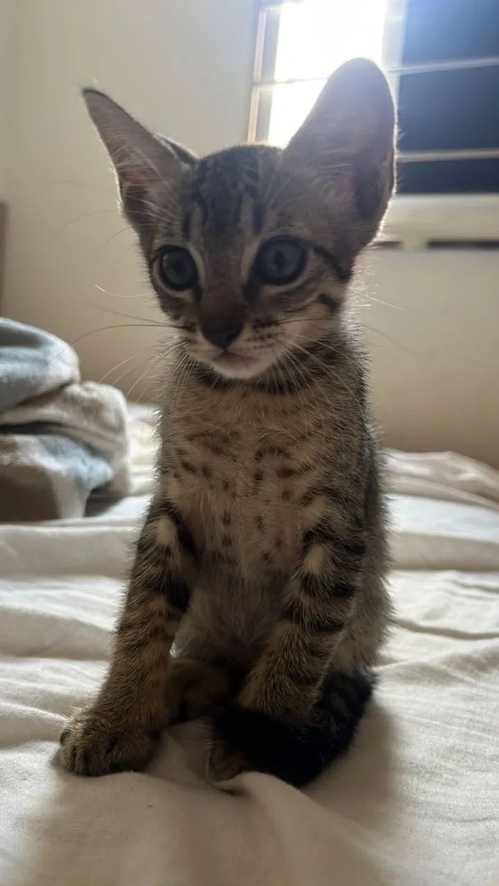 Gatinha pra adoção  - Foto 2