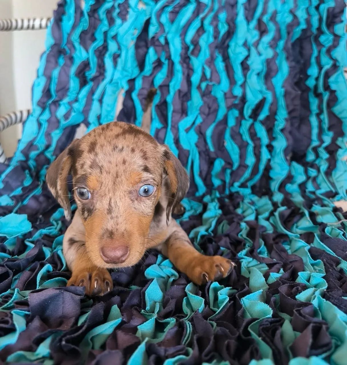 Dachshund  - Foto 2