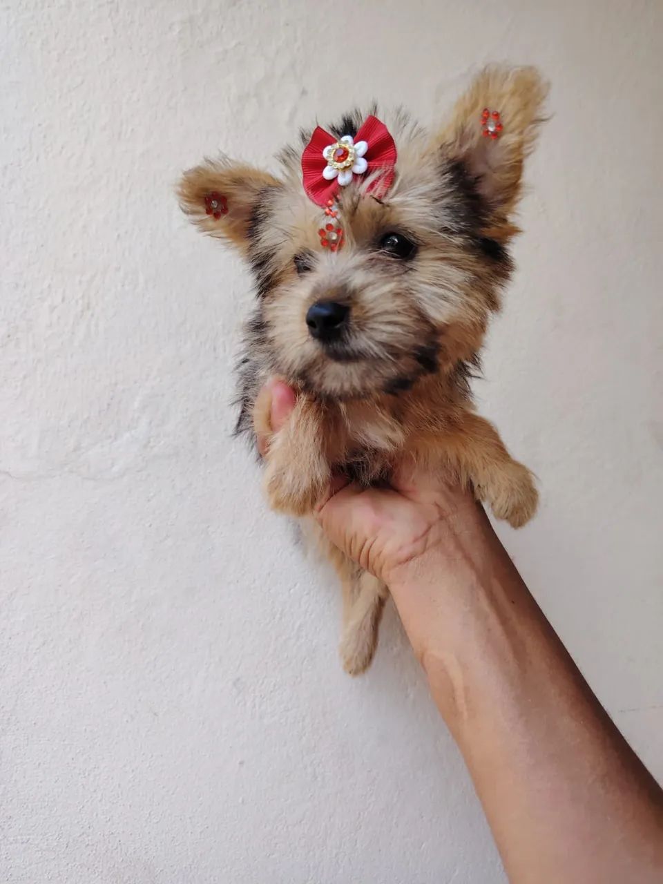 Yorkshire terrier  - Foto 2