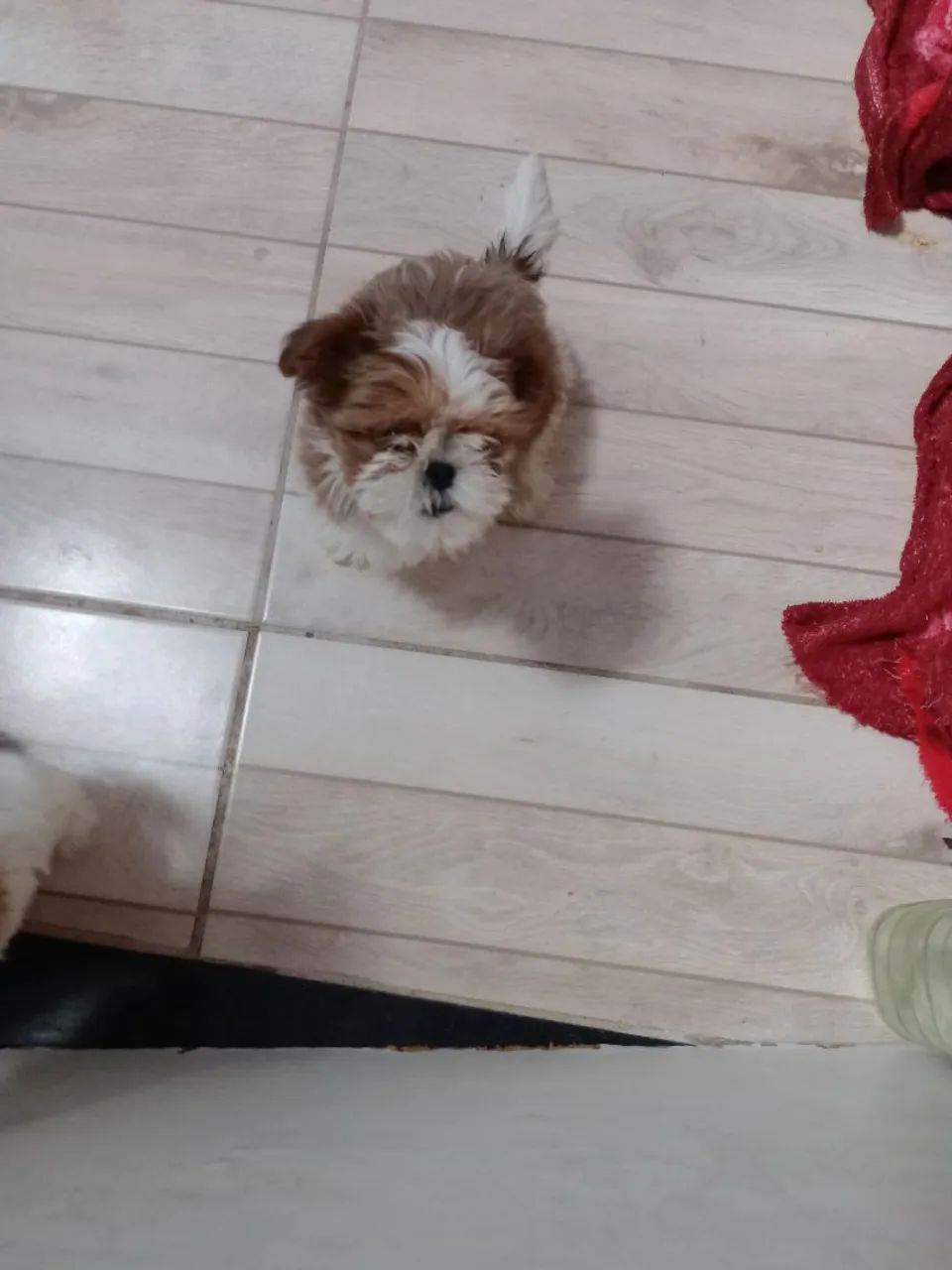 Shitzu mini - Foto 2