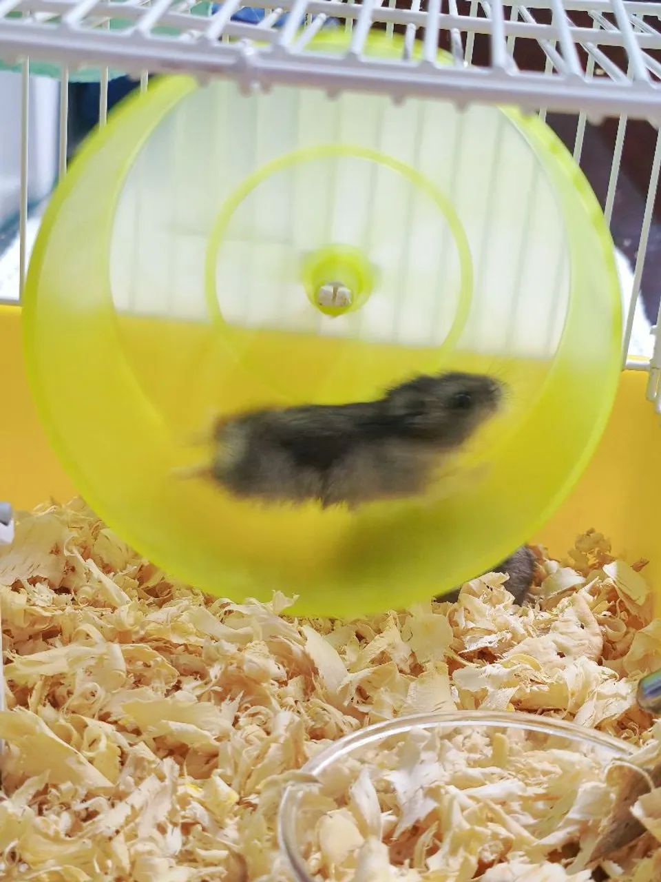 Hamster doação filhote anão russo - Foto 2