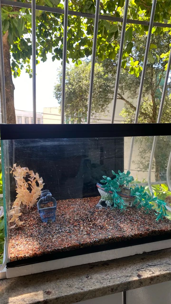 AQUÁRIO COMPLETO!! - Foto 3