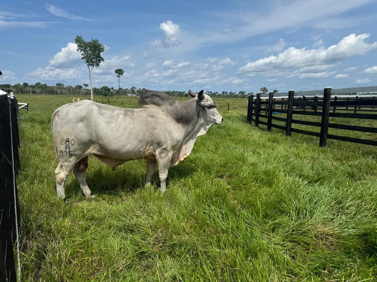 Venda de gado  - Foto 2