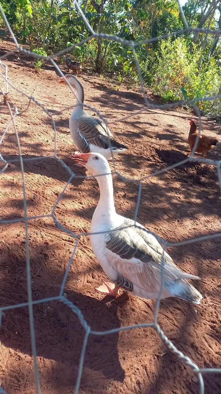 Casal de ganso  - Foto 2