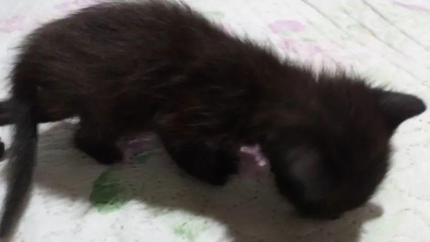 Filhote de gatinho para adoção ( + R$ 150) - Foto 3