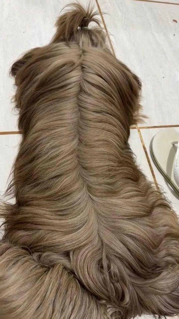 Shitzu macho 8 meses  - Foto 2